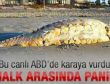 Karaya vuran canlı şaşırttı