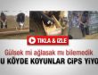 Köylüler aç kalan koyunlarına cips yediriyorlar - Video
