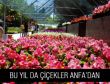BU YIL DA ÇİÇEKLER ANFA'DAN