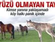 Ardahanlıları korkutan tay