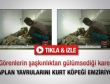 Kaplan yavrularını kurt köpeği emziriyor - Video
